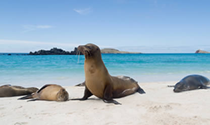 Viajes a QUITO Y GALAPAGOS 2026 en español | Agencia de Viajes Festival