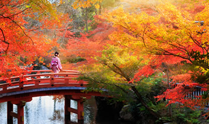 Viajes a JAPON ESCENICO Y MONTE FUJI 2024 en español | Agencia de Viajes Festival