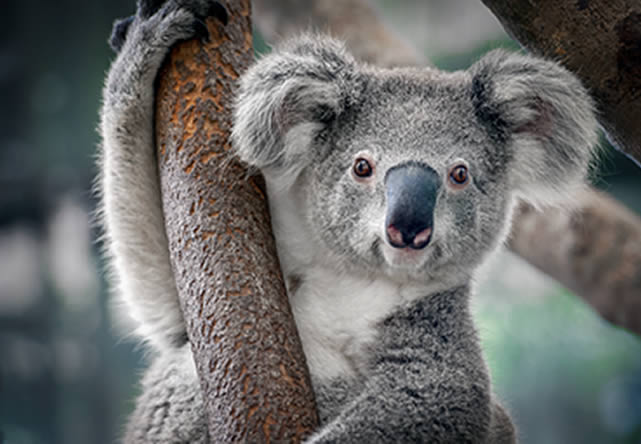 foto del tour a australia  en español 2024-2025