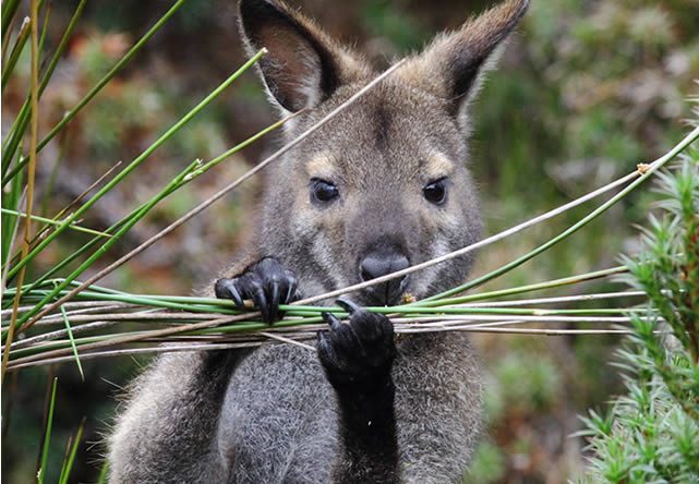 foto del tour a australia  en español 2024-2025